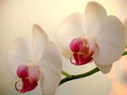 orchid-elegant-flowers-.jpg