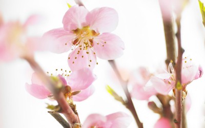 free-spring-wallpaper-spring_flowering_cherry_-_free_computer_wallpapers.jpg