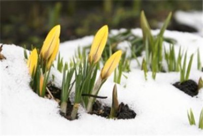1248986_crocus_-1x250.jpg
