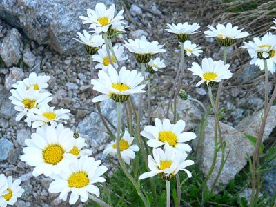 leucanthemopsisherb1.jpg