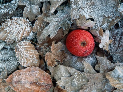 de-cuveland-apple-and-hoarfrost-covered-leaves-in-winter.jpg