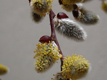 3315-salix-caprea-pendula-vrba-jiva-3.jpg